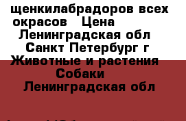 щенкилабрадоров всех окрасов › Цена ­ 25 000 - Ленинградская обл., Санкт-Петербург г. Животные и растения » Собаки   . Ленинградская обл.